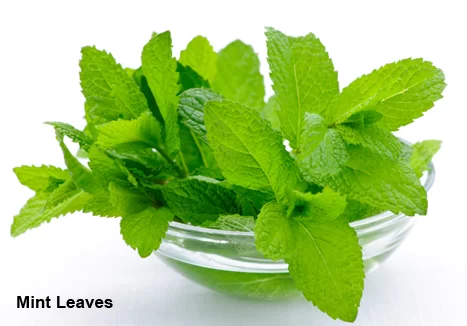 benefits of mint leaves